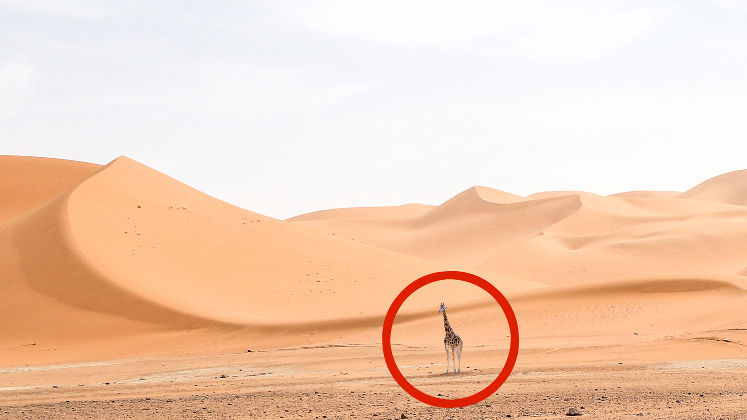 On a croisé une girafe au Sahara