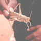 Manger des sauterelles du Sahara en Algérie